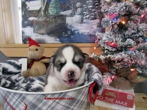 black and white husky puppy for sale