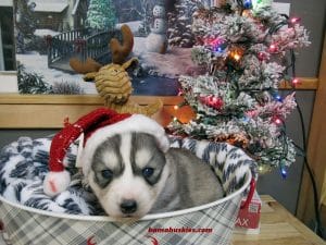 Grey and white husky puppy