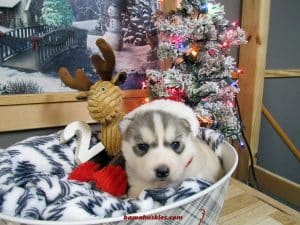 Grey and white husky puppy