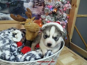 Grey and white husky puppy