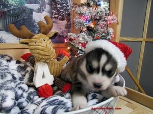 Grey and white husky puppy