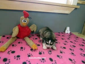 grey and white female husky puppy