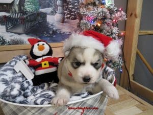 Grey and white husky puppy