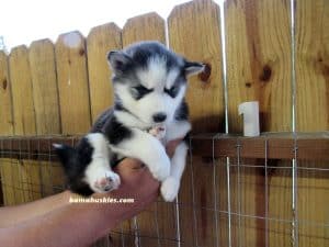 black and white husky puppy female for sale