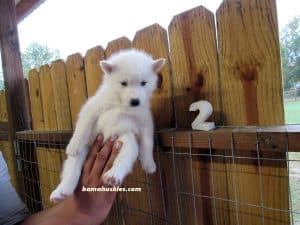 white husky puppy female for sale