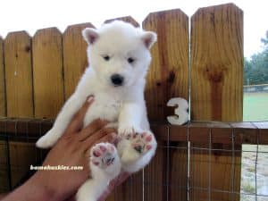 white husky puppy female for sale