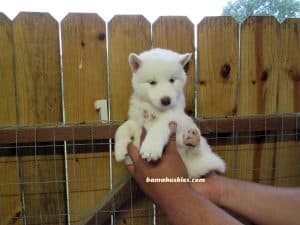 white husky puppy male for sale