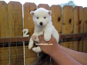 white husky puppy male for sale