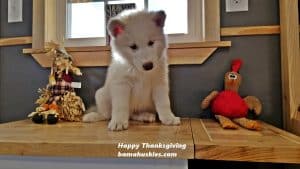 white husky puppy