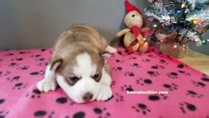 red and white female husky puppy