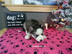 grey and white husky puppy