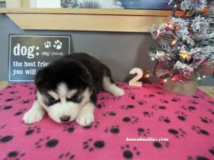 black and white husky puppy