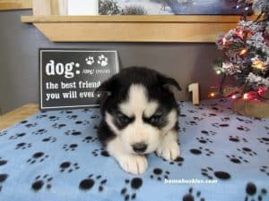 black and white husky puppy