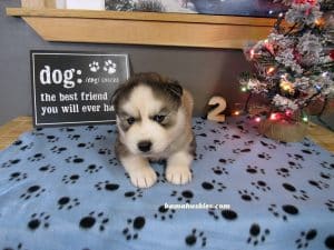 grey and white husky puppy