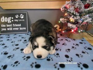 black and white husky puppy