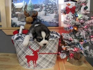 black and white husky puppy for sale