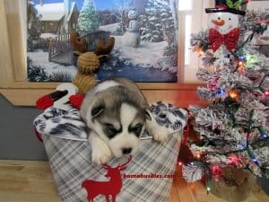 grey and white husky puppy for sale