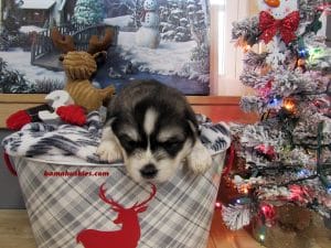 black and white husky puppy for sale