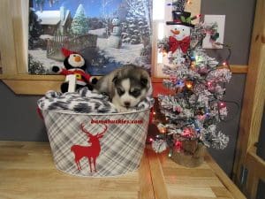 grey and white husky puppy for sale