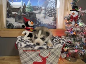 grey and white husky puppy for sale