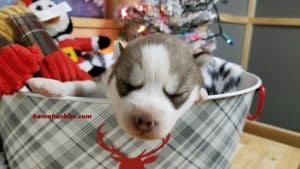 red and white female husky puppy for sale