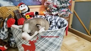 red and white female husky puppy for sale