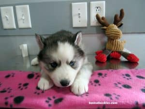 grey and white husky puppy