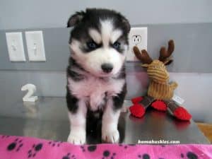 black and white husky puppy