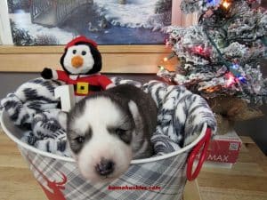 grey and white husky puppy