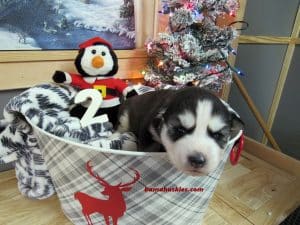 black and white husky puppy