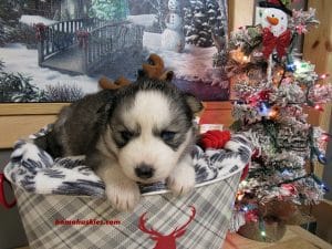 grey husky puppy for sale