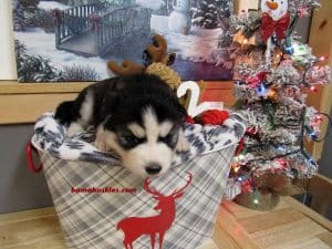 black and white husky puppy for sale