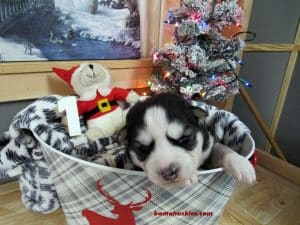 black and white husky puppy