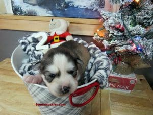 grey and white husky puppy for sale