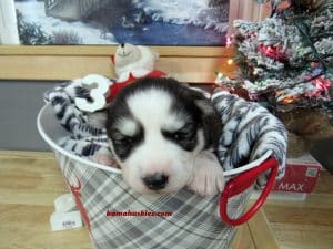black and white male husky puppy