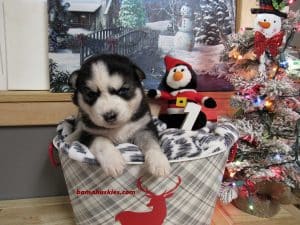 black and white husky puppy for sale