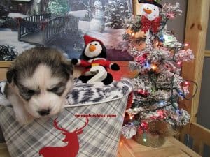 grey husky puppy for sale
