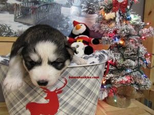 black and white husky puppy for sale