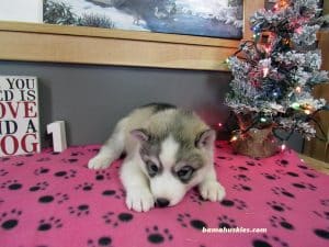 grey and white husky puppy for sale