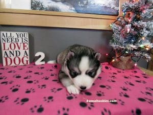 diluted black and white husky puppy for sale