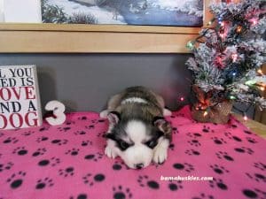 diluted black and white husky puppy for sale