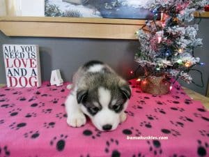 diluted black and white husky puppy for sale