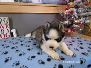 diluted black and white husky puppy for sale