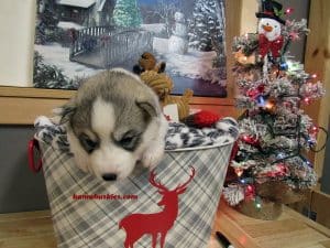 grey and white husky puppy