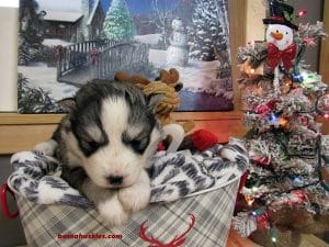 diluted black and white husky puppy