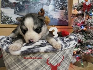diluted black and white husky puppy