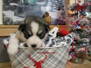 diluted black and white husky puppy