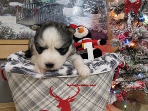 diluted black and white husky puppy