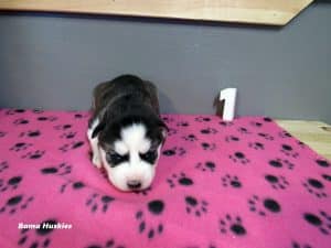 black and white female husky puppy