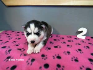 black and white female husky puppy